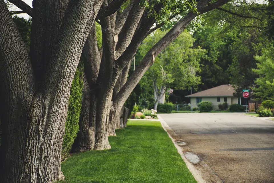 mold removal Garden Acres